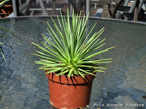 Agave striata nana